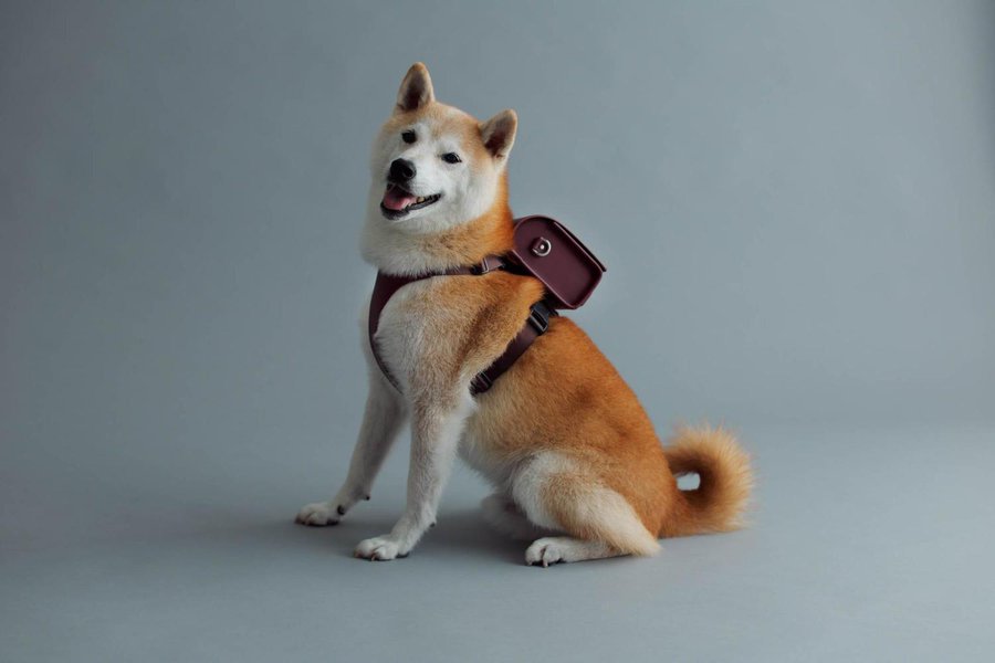 Tsuchiya Kaban will Release Pet Randoselu Backpacks